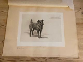Large Antique Irish Terrier Dog Picture Maud Earl 1903 Limited Edition Dogs