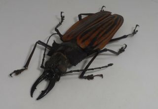 Cerambycidae,  Prioninae,  Macrodontia Castroi Male A - 74mm