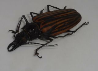 Cerambycidae,  Macrodontia Castroi Female 79 Mm A -