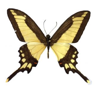 Papilio Himerus Ssp.  Bahia Male | Goias Brazil | Top Rarity | As Pictured