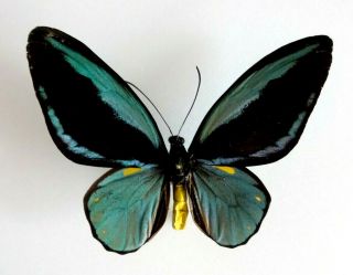 Ornithoptera Aesacus Male | Obira Isl,  Indonesia | As Pictured | Wings Repaired