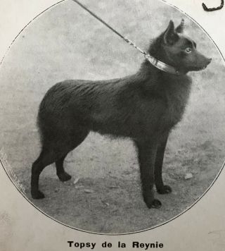 1912 Rare Schipperke Dog Pc Ch Topsy De La Reynie Uccle Belgium