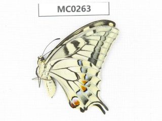 Butterfly.  Papilio Machaon Ssp.  C Of Lnner Mongolia,  Baotou.  1f.  Mc0263.