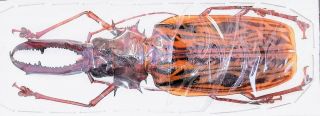 Cerambycidae Macrodontia Cervicornis 140 - 142mm A1 Male From Peru