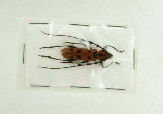 Beetles Cerambycidae - Rosalia Lesnei From Taiwan