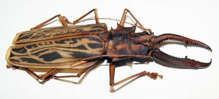 Macrodontia cervicornis (150 mm),  Cerambycidae from Peru 2