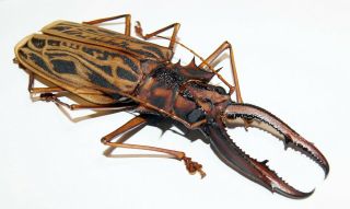 Macrodontia cervicornis (150 mm),  Cerambycidae from Peru 3