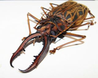 Macrodontia cervicornis (150 mm),  Cerambycidae from Peru 4