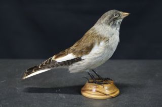 Taxidermy - Hunting - Chasse - Präparat - White - Winged Snowfinch With Permit