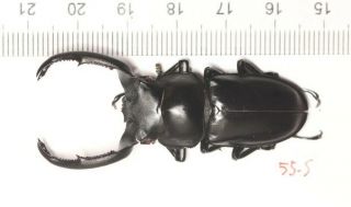 (not Rhaetus Westwoodi) Rhaetulus Crenatus Ssp.  55.  5mm Yunnan Myanmar Border