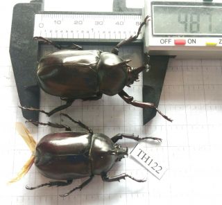 Th122 Insect Beetles Dynastinae (allomyrina Dichotoma) Central Viet Nam
