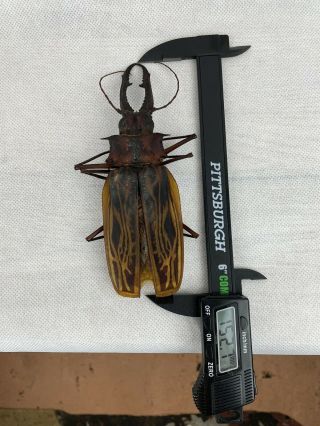 A1 Cerambycidae Macrodontia Cervicornis 15,  Cm Loreto Region A1 Xxxl 152mm