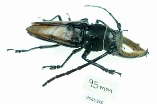 Callipogon Barbatus Male,  95mm | Q.  Roo,  Mexico | As Pictured | Xxl Uk21 - 343 A1 -