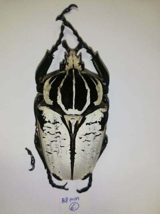 Cetonidae.  Goliathus Goliatus Var.  Undulatus 89mm.  Cameroon.  Beetle.