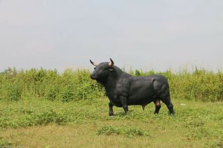 Black Bull Statue - Steer Statue - Black Spanish Bull Life Size - Black Bull