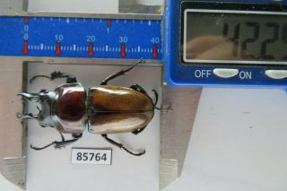 85764 Lucanidae: Neolucanus Baongocae.  Vietnam South.  42mm