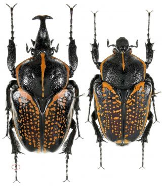 Beetles,  Cetoniidae,  Fornasinius Hauseri,  58,  47 Mm,  Tansania