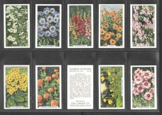 Gallaher 1938 Interesting (flowers) Full 48 Card Set  Garden Flowers