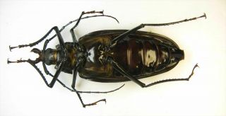 Ctenoscelis ater female 103mm (Cerambycidae) 2
