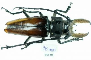 Callipogon Barbatus Male,  98mm | Q.  Roo,  Mexico | As Pictured | Xxl Uk21 - 293