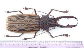 Cerambycidae 1402 Macrodontia Cervicornis 16.  2cm Loreto Region May - Jun2021