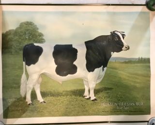 Pair 1922 Edwin Megargee Holstein Friesian Cow & Bull Poster Lithograph Prints