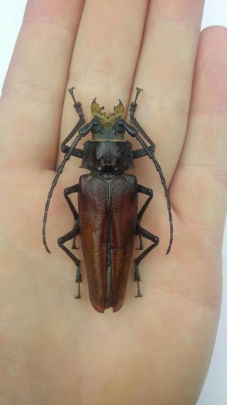 Coleoptera Prioninae Callipogon Levchenkoi 1 Female / 64 Mm/ Nicaragua