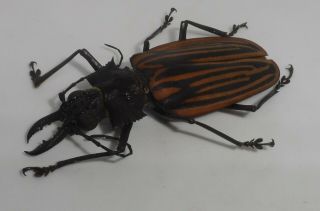 Cerambycidae,  Prioninae,  Macrodontia Castroi Male