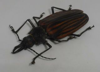Cerambycidae,  Macrodontia Castroi Female 76 Mm (xxl) A -