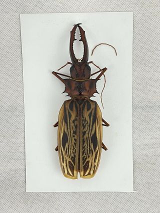 Cerambycidae Macrodontia Cervicornis 15 Cm Loreto Region A2 Piece Fixable