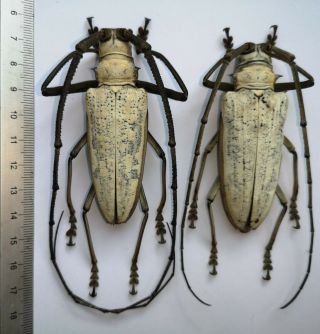 Batocera Kibleri From Solomon Islands Scarce Cerambycidae Beetle 75 & 75mm Pair