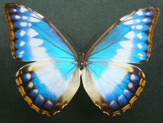 Morpho Cypris Cypris Female Form Cyanitis From Otanche,  Colombia,  Rare,