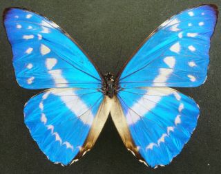 Morpho Cypris Cypris Male From Otanche,  Colombia