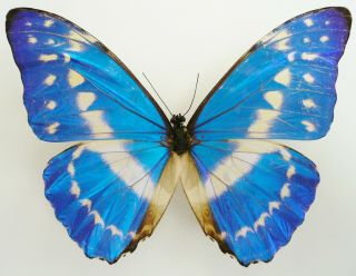 MORPHO CYPRIS CYPRIS MALE FROM OTANCHE,  COLOMBIA 2