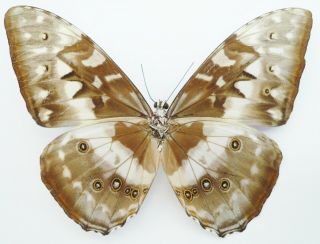 MORPHO CYPRIS CYPRIS MALE FROM OTANCHE,  COLOMBIA 3