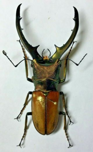 Lucanidae: Cyclommatus Montanellus Magnificus Male 71,  - Borneo Is.
