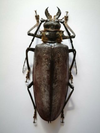 Very Rare 94mm,  Acanthophorus Serraticornis Female India Prioninae Cerambycidae