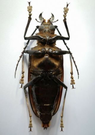 VERY RARE 94mm,  Acanthophorus serraticornis female India Prioninae Cerambycidae 2