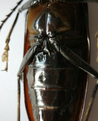 VERY RARE 94mm,  Acanthophorus serraticornis female India Prioninae Cerambycidae 3