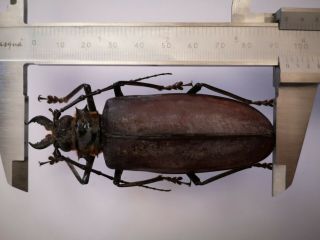 VERY RARE 94mm,  Acanthophorus serraticornis female India Prioninae Cerambycidae 4