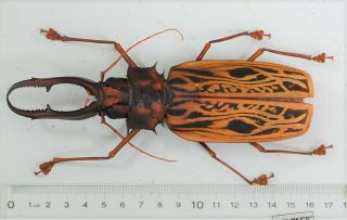 Macrodontia Cervicornis (huge) 162mm Set Specimen