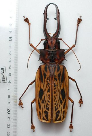 Macrodontia cervicornis (HUGE) 162mm set specimen 2