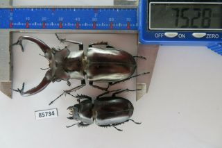 85734 Lucanidae: Lucanus Dongi.  Vietnam.  75mm.  Area