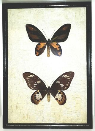 Ornithoptera Tithonus Misresiana Pair.  In A Frame Made Of Expensive Wood
