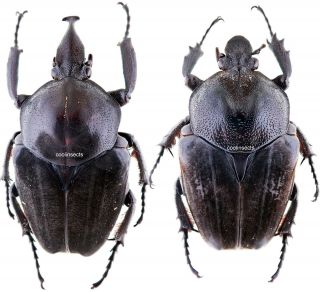 Insect - Goliathini Fornasinius Higginsi - Ghana - Pair 55,  51mm.