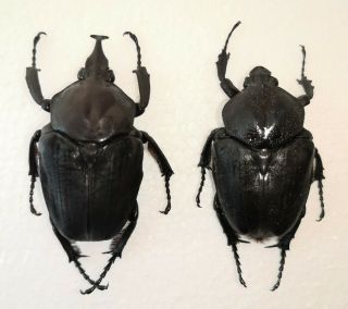 Fornasinius Higginsi,  53mm & 45mm Pair,  Very Scarce Goliathus Beetle From Ghana