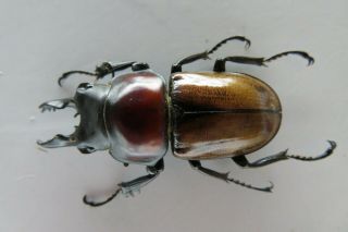 85757 Lucanidae: Neolucanus Baongocae.  Vietnam.  Lam Dong.  42mm
