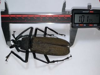 Cerambycidae Xixuthrus Granulipennis 101mm,  Jayapura Indonesia