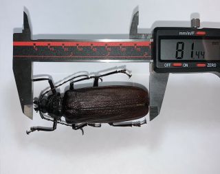 Cerambycidae Very Rare Xaurus Bennigseni Female 81mm From Jayapura Indonesia