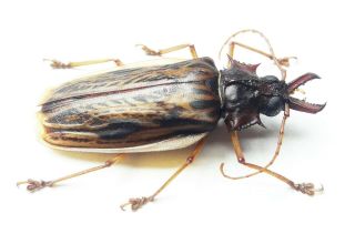 Cerambycidae 1089 Macrodontia Zischkay A1 4.  9cm Xl Ucayali Region May - Jun2021